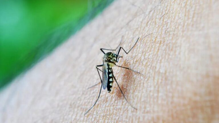 Aedes aegypti