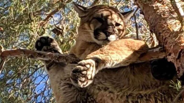 Um garoto de 5 anos sofreu ferimentos sérios após ser atacado por um puma, em um parque estadual nos Estados Unidos