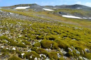 Ilha de Ardley, na Antártica, tem território tomado por vegetação