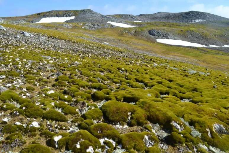 Ilha de Ardley, na Antártica, tem território tomado por vegetação